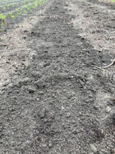 Blewit bed cleared of weeds.