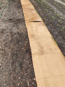 Cardboard laid on blewit bed.