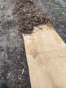 Covering blewit inoculated cardboard with composted leaves.