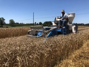 Research plot harvesting of spelt