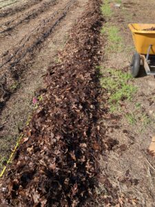 Final casing layer of composted leaves; blewit bed inoculation completed. 