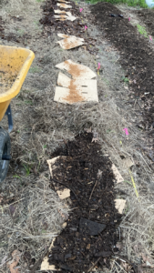 Parasol beds with dead grass clippings, shredded cardboard, parasol culture, and composted hardwood and pine wood chips. Completed beds visible in the right of picture. 