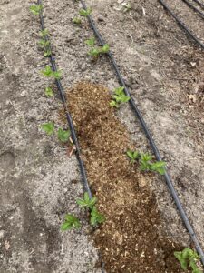 Strawberry beds cleared of weeds, applied aged horse manure.