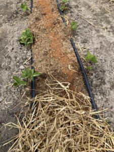 Shaggy mane culture applied on top of manure. Casing of straw on top of manure and shaggy mane culture. 