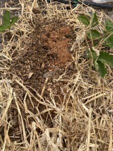 Additional layer of manure and shaggy mane culture on top of straw. 