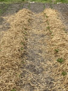 Final layer of straw casing. Shaggy mane bed inoculation completed. 