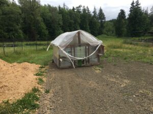 When our first fruiting chamber became too dangerous to work in, we recycled this old chicken tractor as a fruiting space