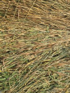 Triticale and vetch after discing