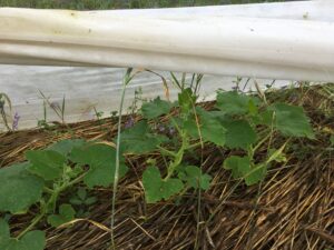 Squash July 13, 2021