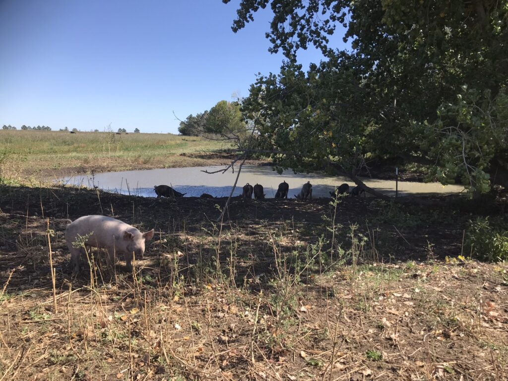 The home base of the pastured pigs.  Their stock trailer shelter is just out of sight.
Although we provided a waterer for them, they often drank out of the small pond.  This picture was taken late in the trial, and you can see how they've almost completely eaten down the weeds surrounding the pond.