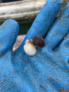 baby scallop in hand