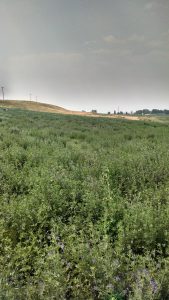 Lampert East field, 2nd cutting 2015, no irrigation