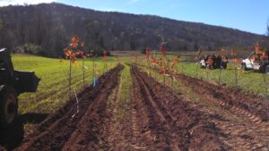 Maple field plot establishment, Fall 2015 