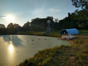 ducks on pond in july