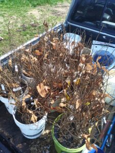 The chestnuts saplings soaking in a root drench just before planting.