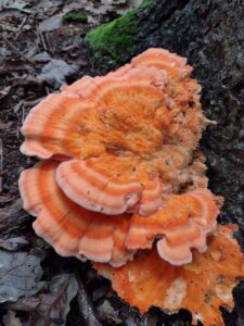 Chicken of the woods fruiting August 2022