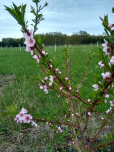 Flowering peaches May 2023