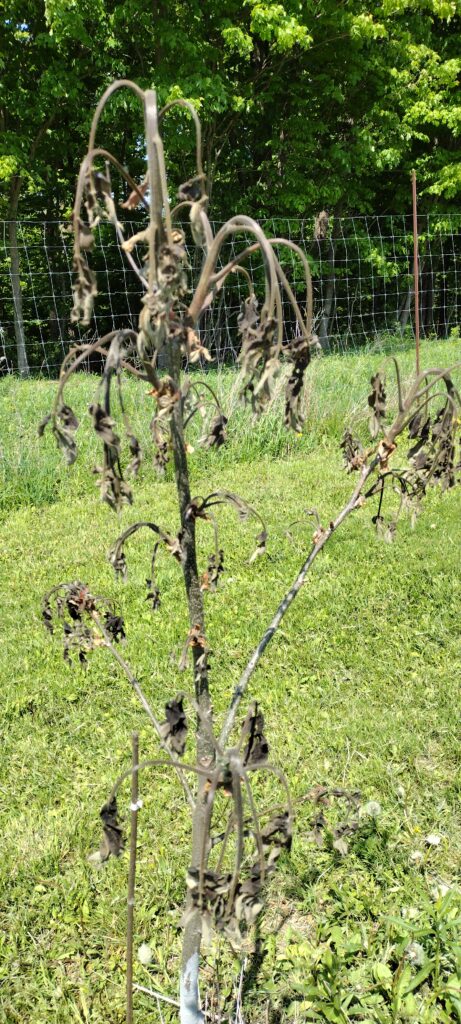 Frost damage on May 18, 2023 to young trees at Z's Nutty Ridge