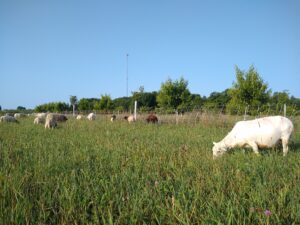 Sheep pasturing in peach and walnut orchard during Summer 2023 (Summer 2).