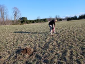 Digging holes with a shovel