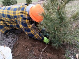 Collecting dirt from established Korean Pine