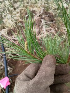 New growth on Asian Pines