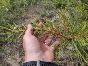 Example of new growth on established Korean Pine