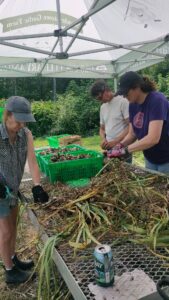 garlic processing