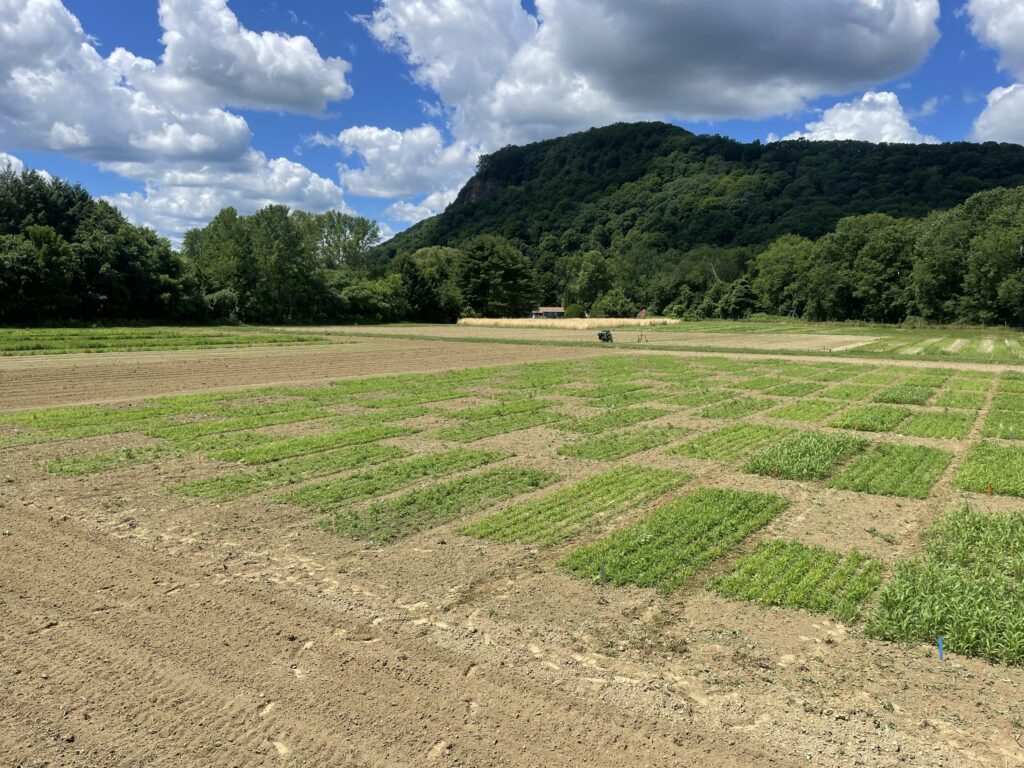 Rectangular plots of small crabgrass plants in a field. Trees, mountain, and sky in background.