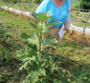 a four foot high fig plant