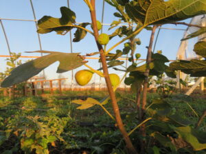 Ripening Fig