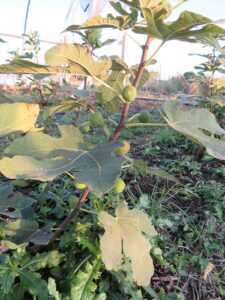 Unripe fig fruit