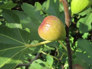 ripening fig