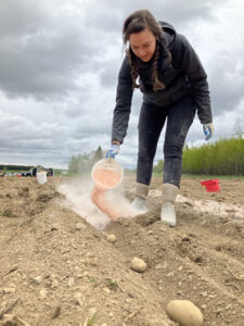 Applying LSM in the field in the spring at potato planting