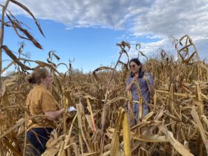 A reporter interviews a researcher in a cornfield