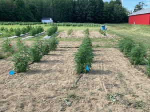 plant size differences by treatment at flower initiation