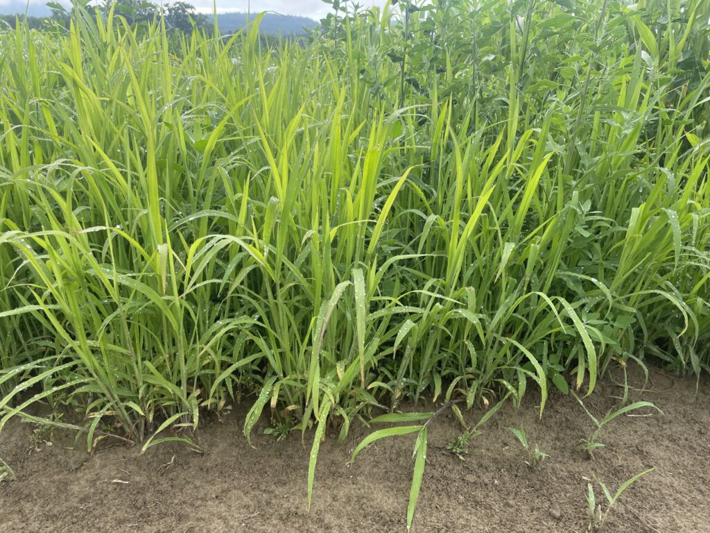 Upright crabgrass plants growing in bare soil.