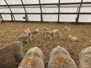 URI Peckham Farm Dorset ewes and offspring on study