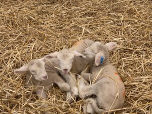 URI Dorset lambs born to ewes on study