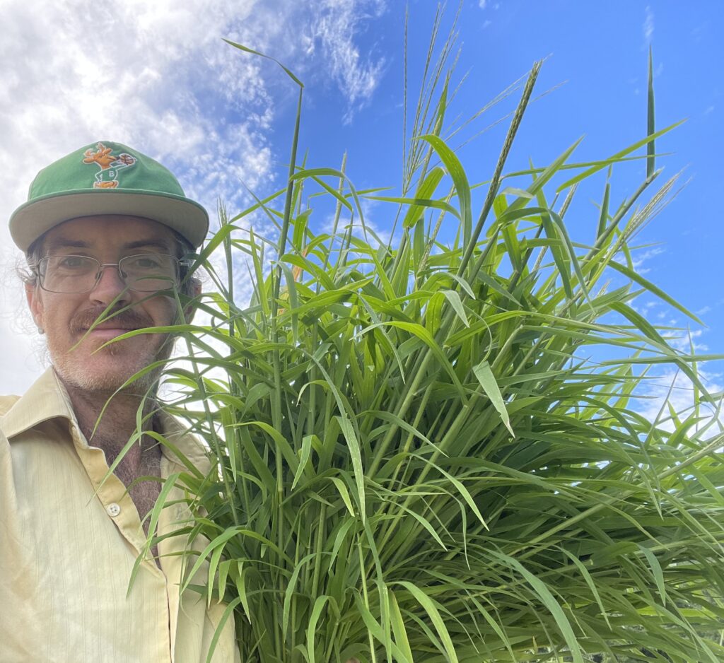 White person in a yellow shirt and green hat holding a bundle of green boot to flowering stage crabgrass. Blue sky and white clouds in background.