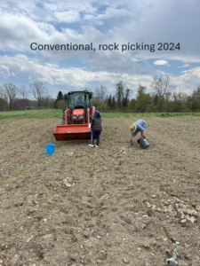 Rock picking in conventional-till plot