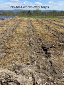 no till post-tarping