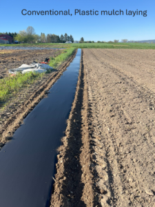 Conventional till bed preparation and plastic mulch