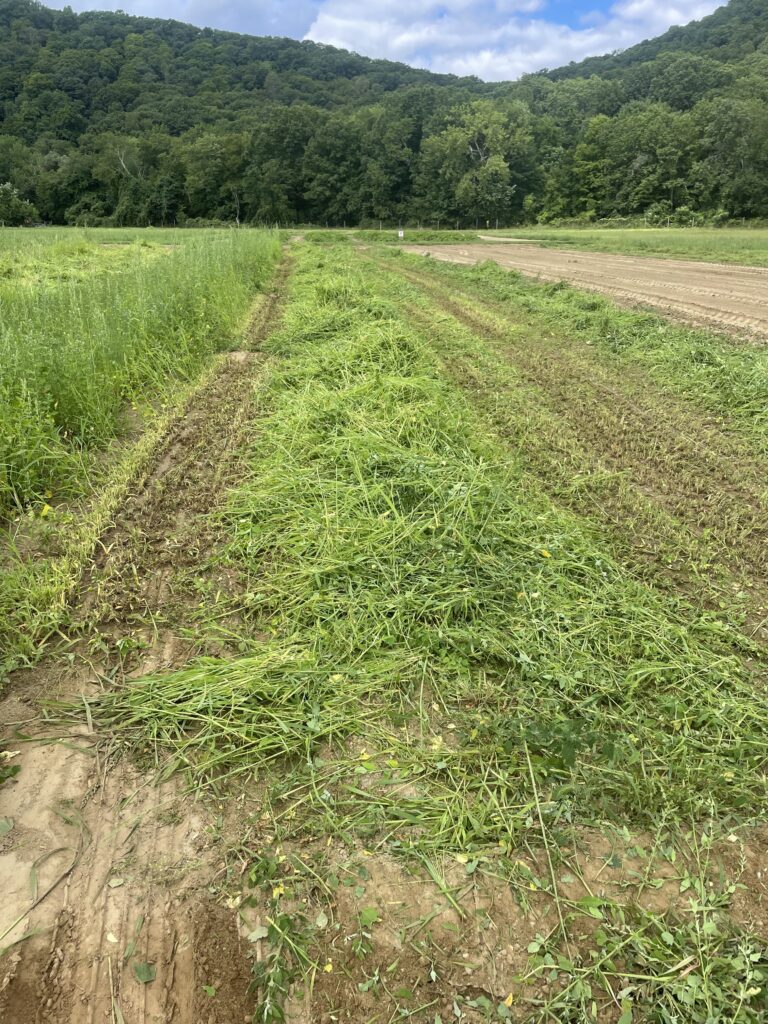 Windrow of crabgrass hay