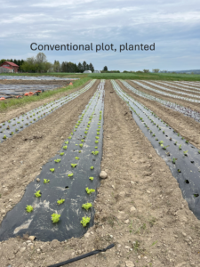 Conventional till plot after planting