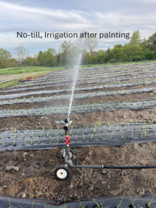 no till irrigation