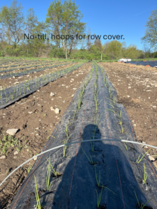 no till hoops for row cover