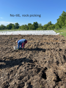 No Till rock picking 