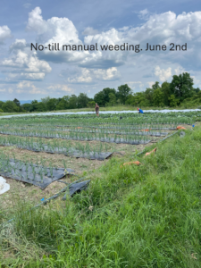 No till weeding