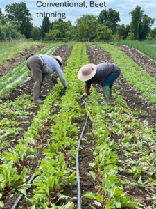 conventional till weeding beets